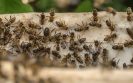 disinfestazione di vespe