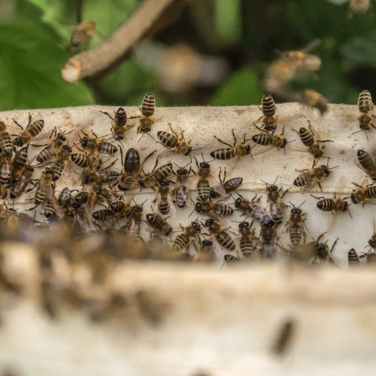 disinfestazione di vespe