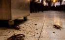 disinfestazione blatte